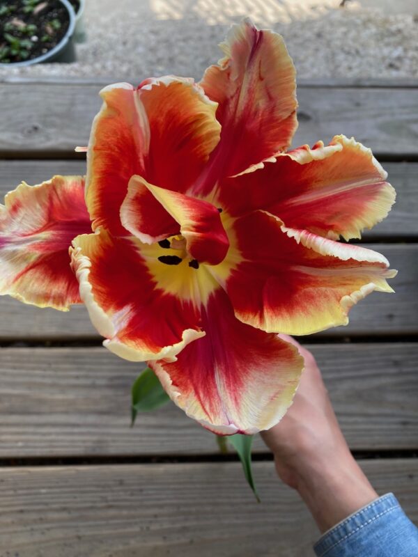 Mother's Day Pre-Orders - Image 6