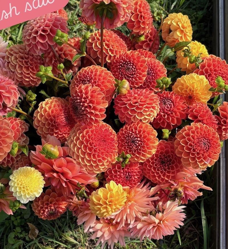 NEW! Dahlia Subscription - Image 7