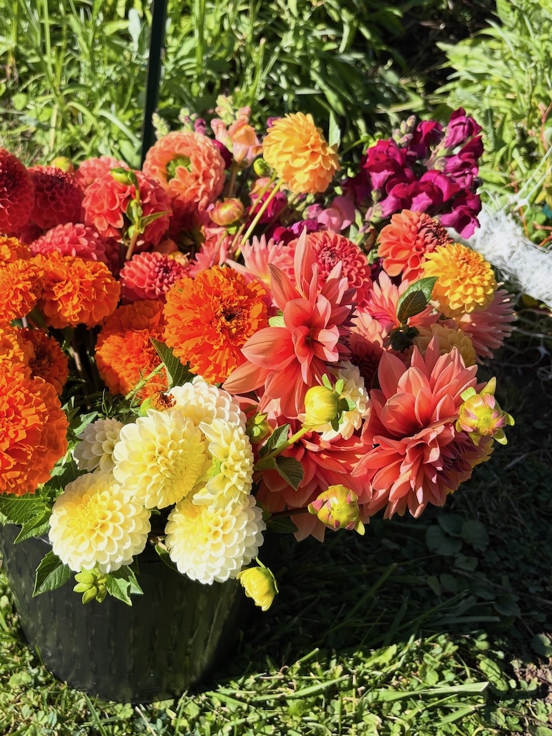 NEW! Dahlia Subscription - Image 8