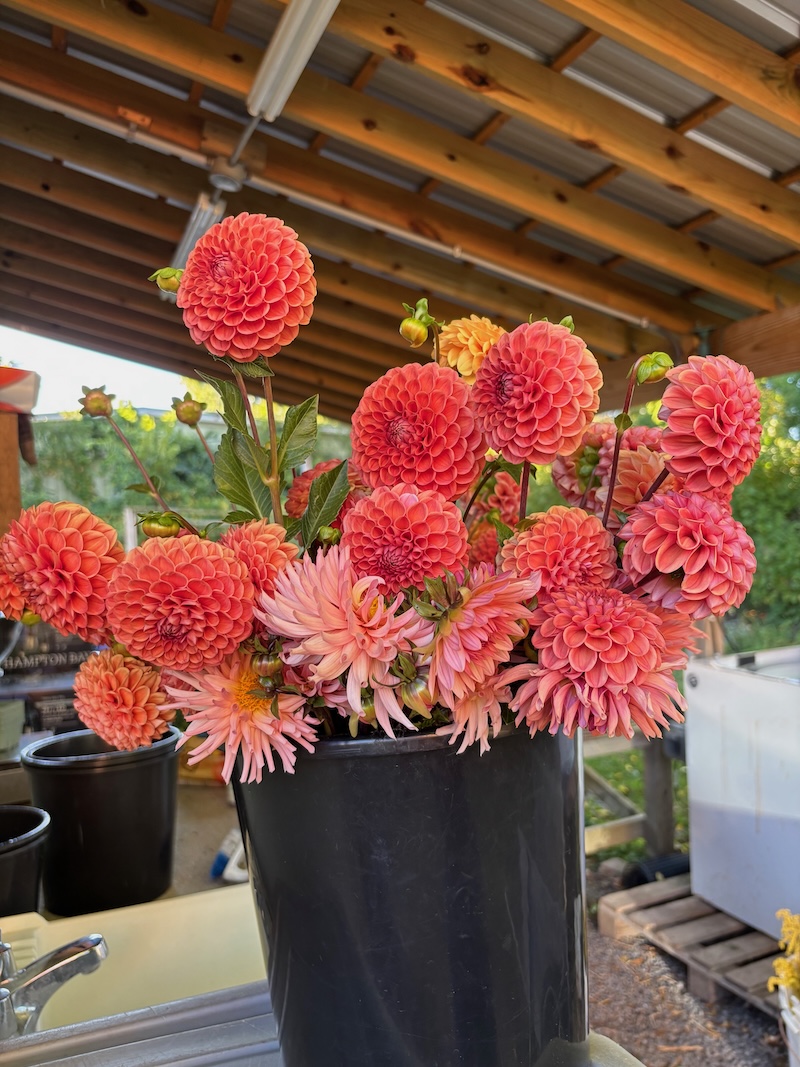 NEW! Dahlia Subscription - Image 6