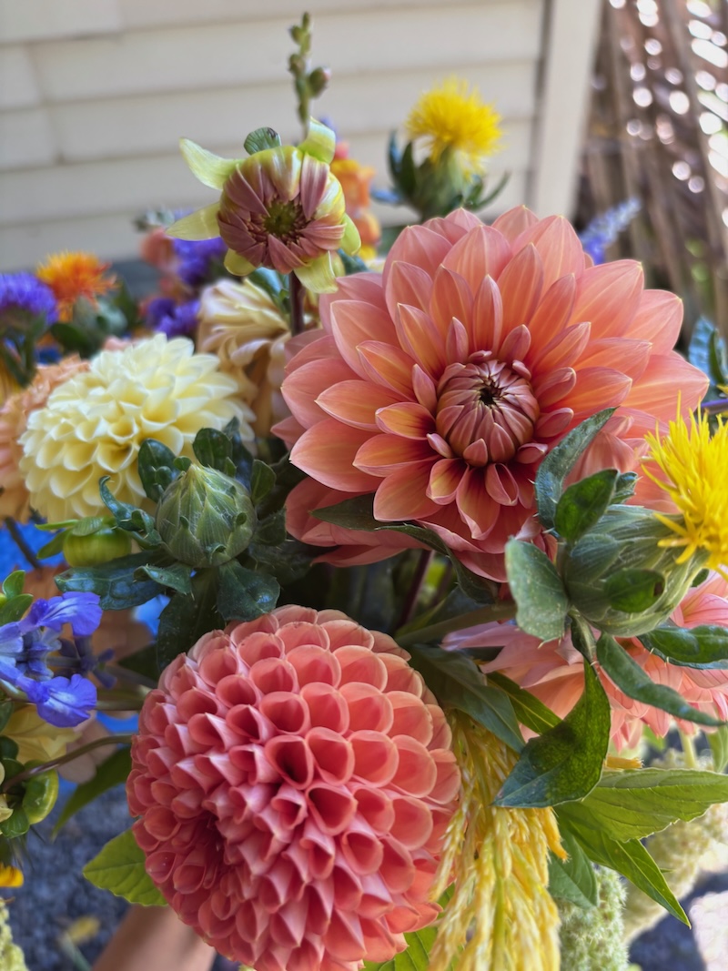 NEW! Dahlia Subscription - Image 2