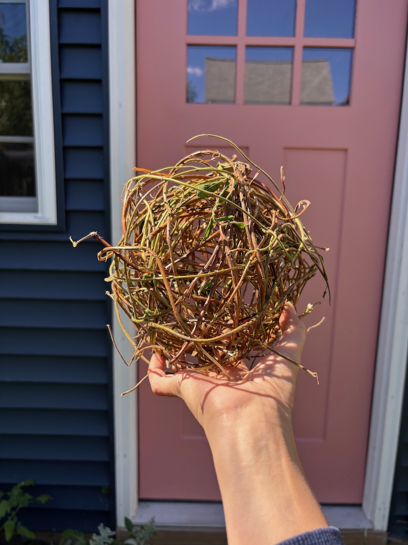 Ball of Sunshine - Image 3